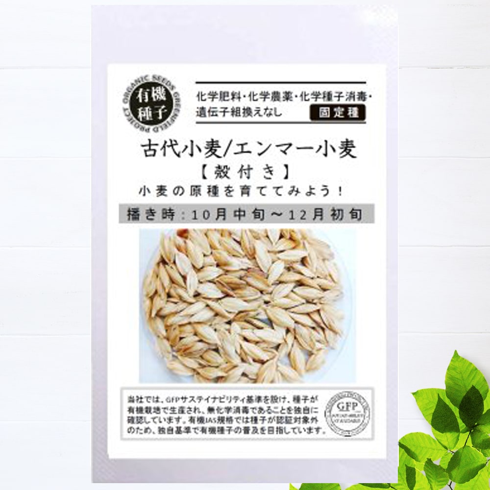 スペルト小麦 古代小麦 種子 古代小麦 スペルト小麦の固定種の通販｜グリーンマーケット