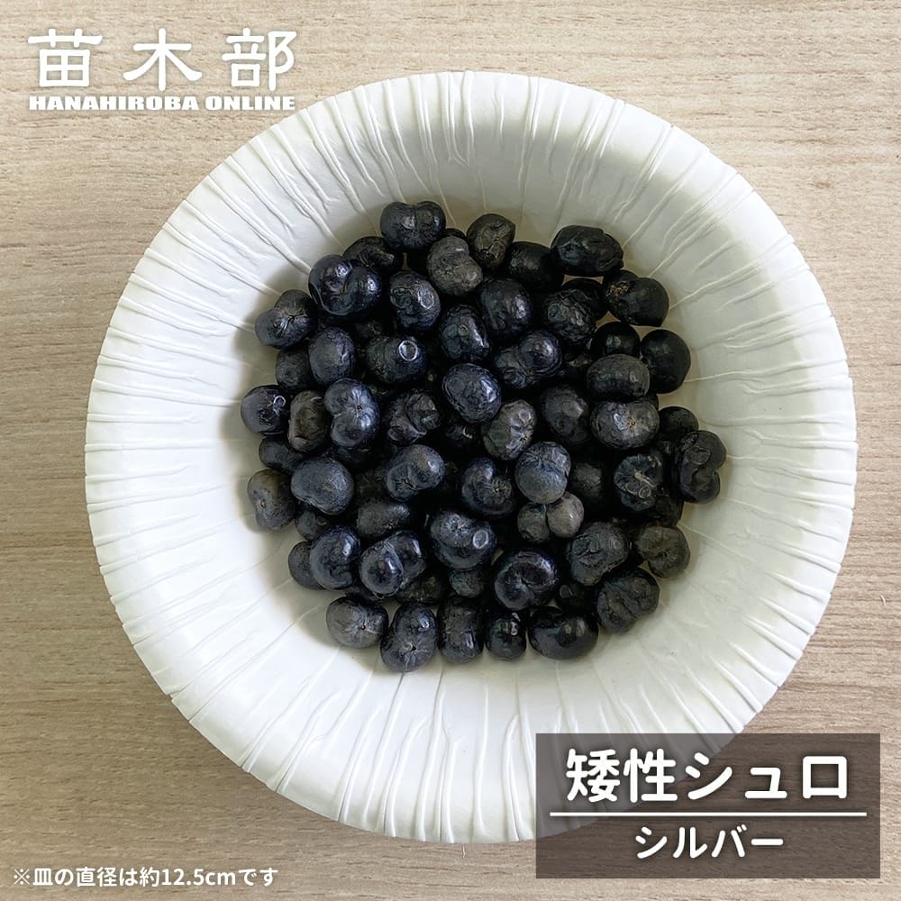 種子【ヤシ 矮性シュロ シルバー】 Trachycarpus nanus 'Silver'|苗木部 by 花ひろばオンライン