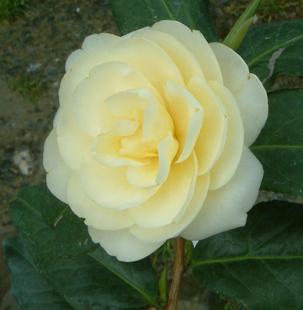 ツバキ 楽天市場】【現品/T103】 椿（ツバキ）黄衣（コウイ）苗木 接ぎ木 8号