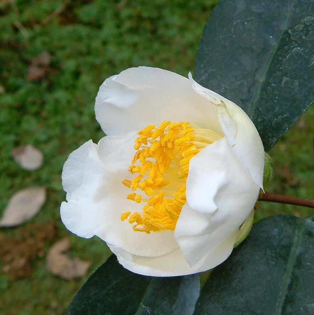 楽天市場 椿 ツバキ 窓の月 まどのつき 接木 白鉢苗 開花 11末 3月 苗木部 ｂｙ 花ひろばオンライン