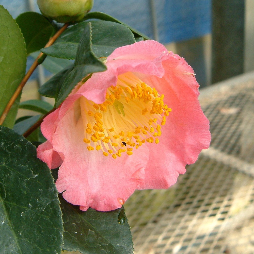 楽天市場 珠錨 タマイカリ 椿 接木 白鉢苗 開花2 4月 苗木部 ｂｙ 花ひろばオンライン