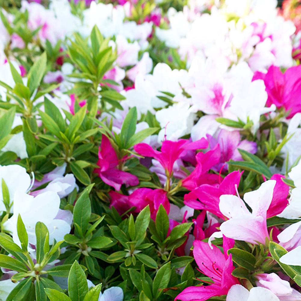 楽天市場 ヒラドツツジ 平戸つつじ 苗木 一重 三色咲き トリカラー 5号ポット 花ひろば オリジナル 苗木部 ｂｙ 花ひろばオンライン