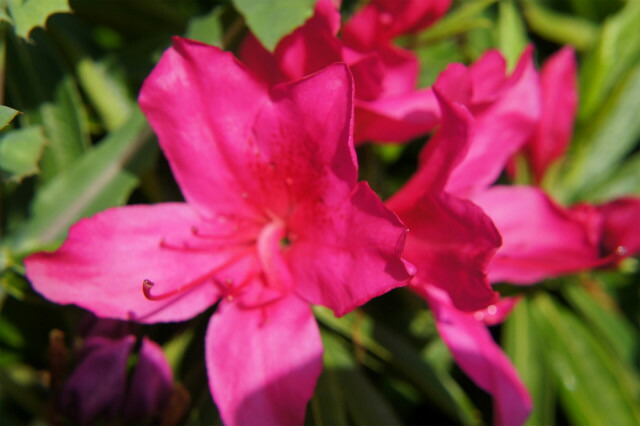 すべての花の画像 驚くばかりツツジ 赤