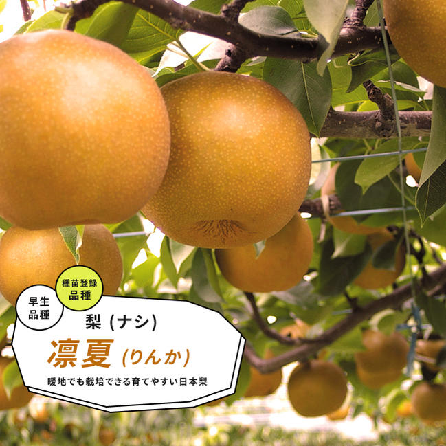 楽天市場】梨 苗木 【甘太】 2年生 接木 7号ロングスリット 登録