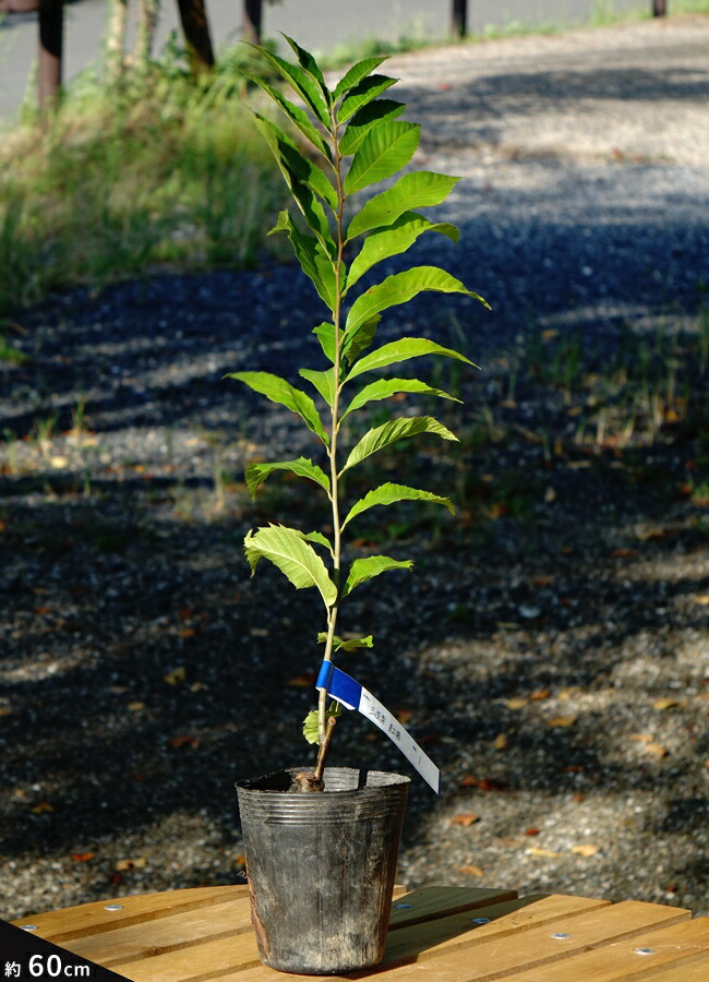 楽天市場 栗苗木 三度栗 紅茜 ベニアカネ ポット苗 果樹苗木 果樹苗 苗木部 ｂｙ 花ひろばオンライン