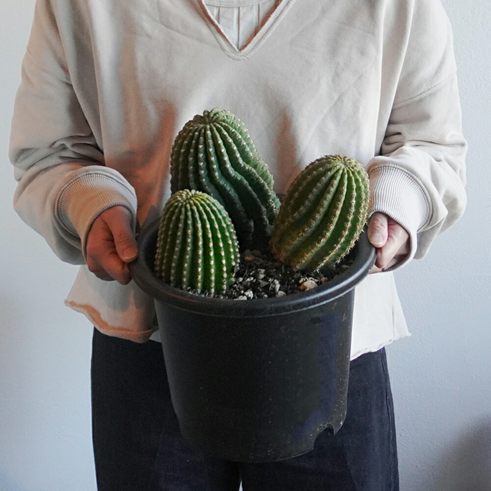 楽天市場】サボテン 刺無短毛丸 6号鉢 観葉植物 多肉植物 おしゃれで