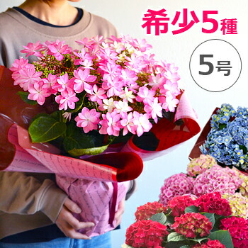 楽天市場 母の日 プレゼント あじさい 5号鉢 花 鉢植え 早割 ギフト 珍しい 紫陽花 希少 ボリューム 鉢花 花鉢 ダンスパーティー 筑紫 送料無料 22 バラの花束 通販 Hana Rug
