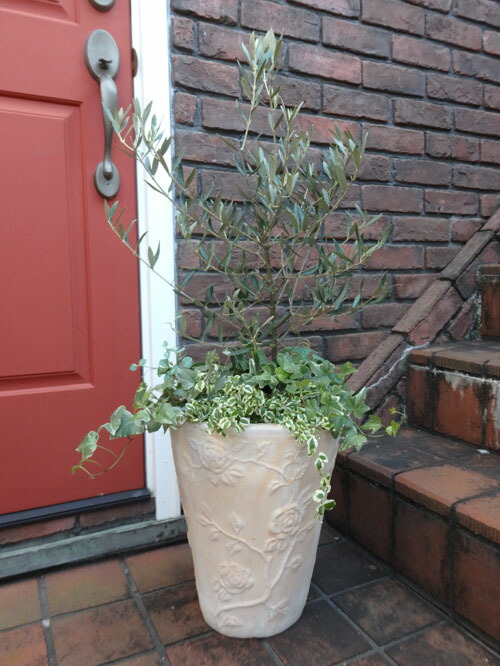 オリーブ 寄せ植え ガーデニング オリーブの木寄せ植え Cdm Co Mz