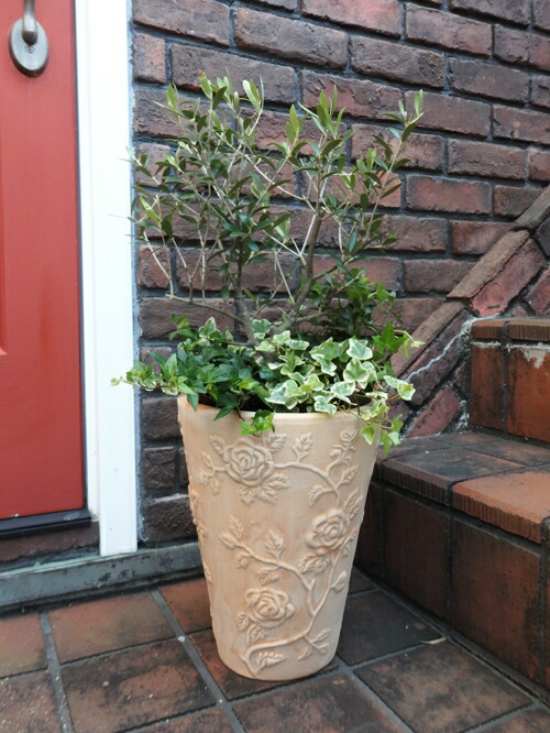 オリーブ 寄せ植え ガーデニング オリーブの樹木寄せ植え O E Hot 観葉植物 Halrafel Hu