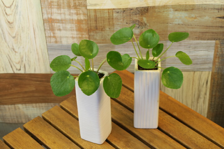 楽天市場】ピレア ペペロミオイデス 4号白鉢植え : 苗木部 by 花