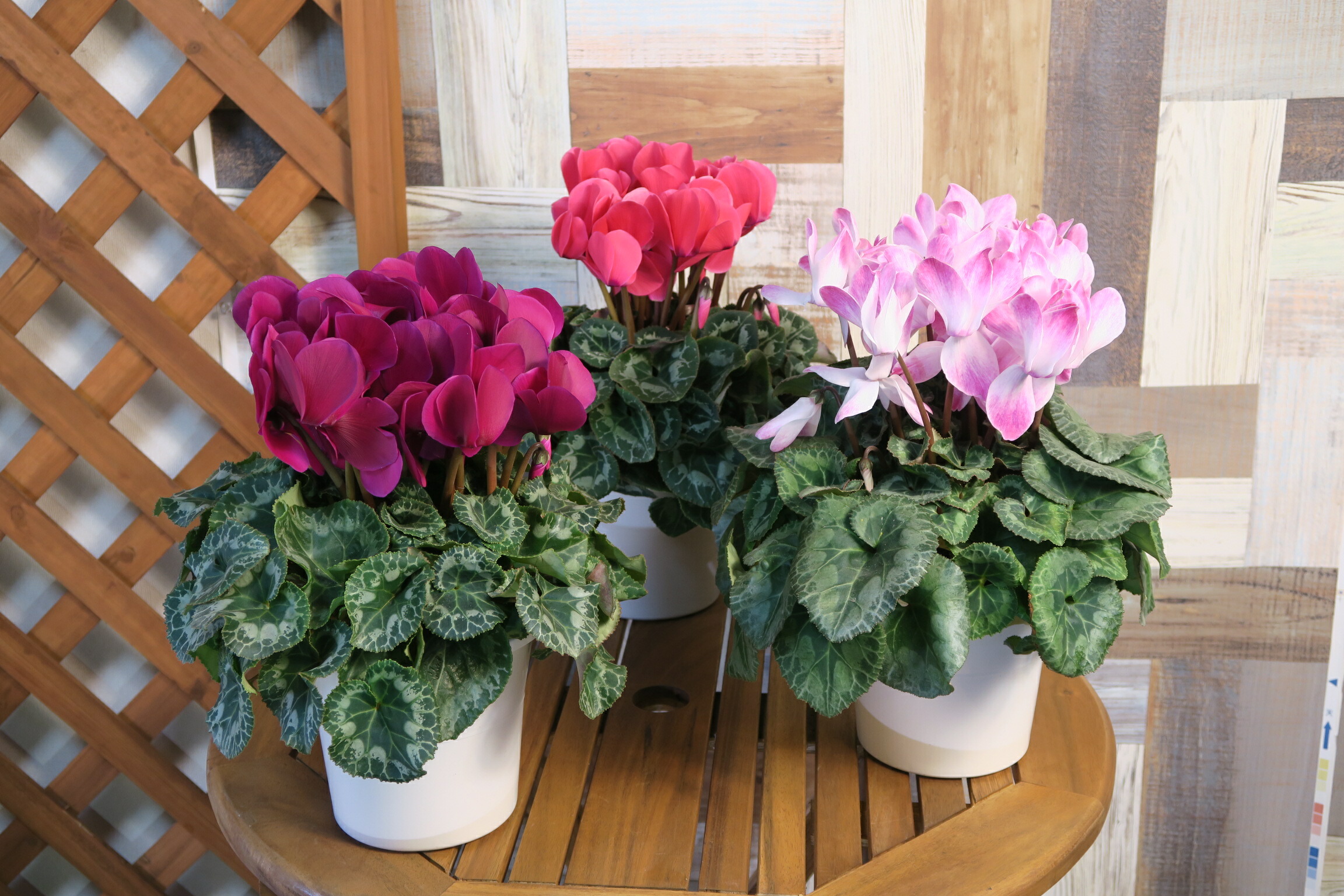 楽天市場】シクラメン☆フェアリーピコ・ダブル（5寸）ローズピンク