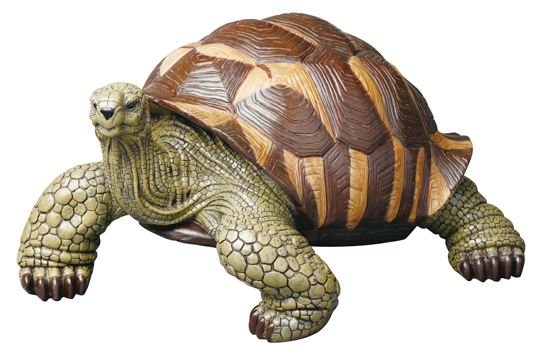 楽天市場】大陸ガメ タイリクガメ オーストラリア大陸ガメ