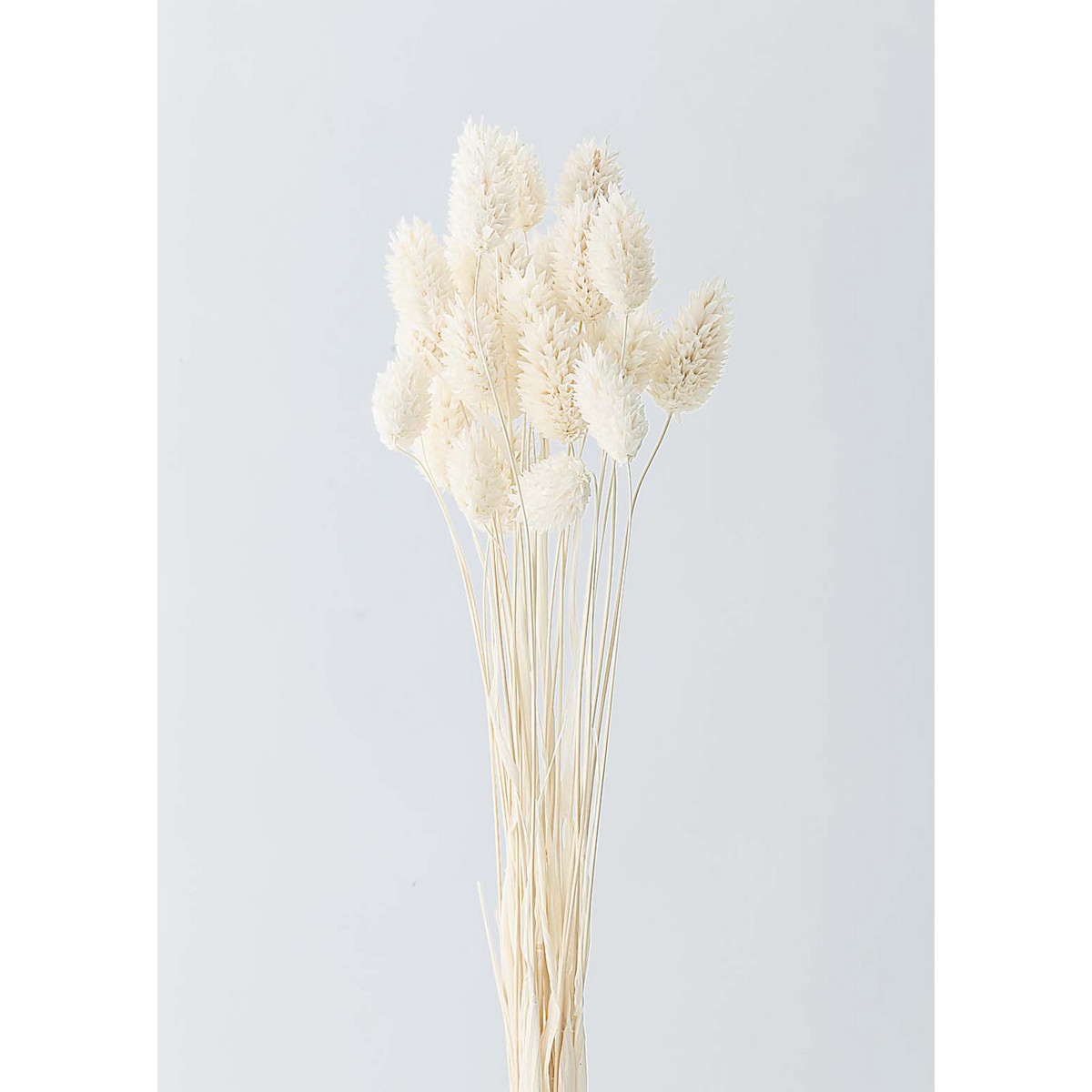 楽天市場】【ドライ】大地農園/ススキ 約8本 白/50440-011【01