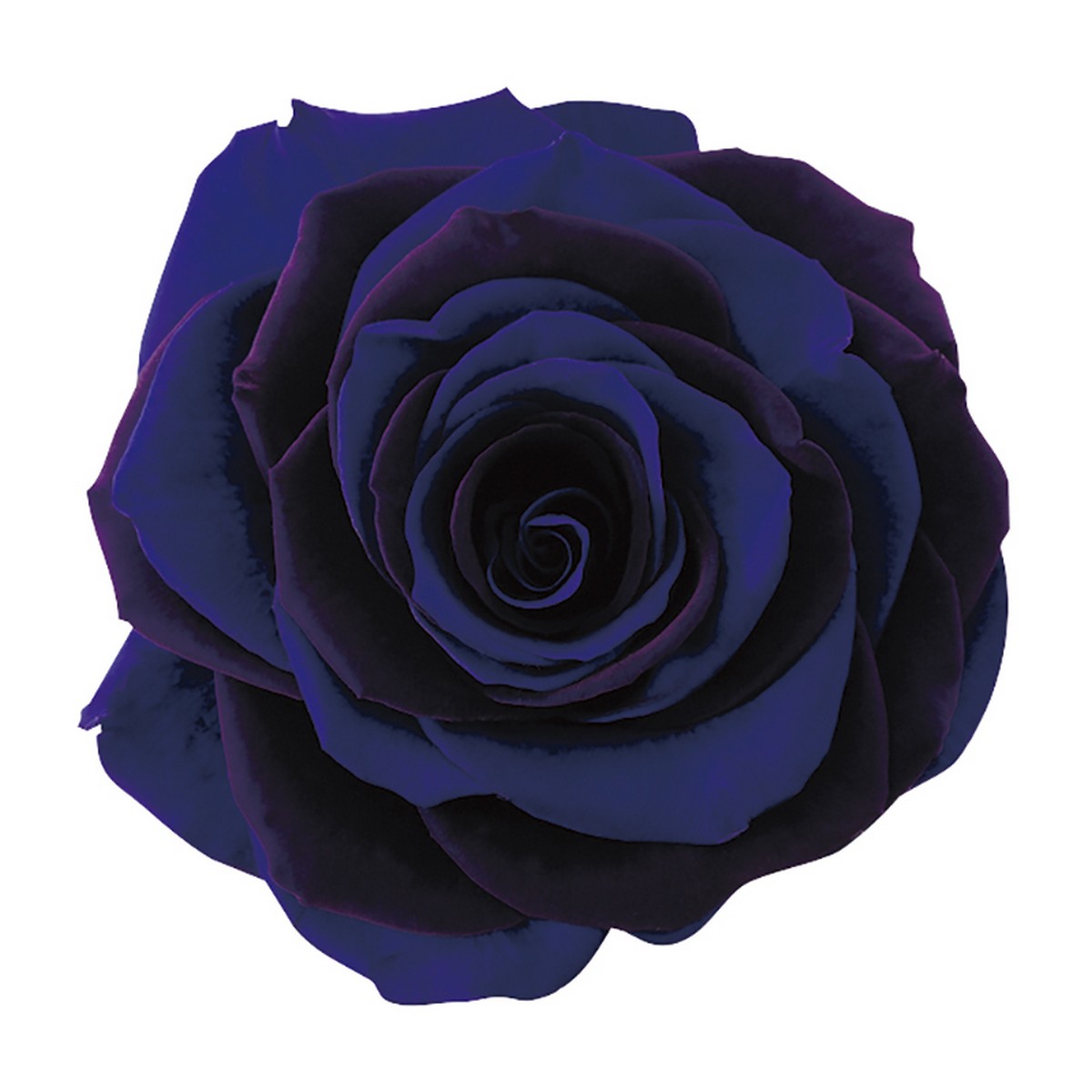 楽天市場 プリザーブド アルコ イリス Arco Iris １輪 グランブルー 1110 62 07 取寄 花材通販はなどんやアソシエ