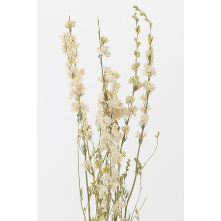 楽天市場 即日 ドライ 大地農園 デルフィニューム 白 25ｇ 010ドライフラワー ドライフラワー花材 その他ドライフラワー 手作り 材料 花材通販はなどんやアソシエ