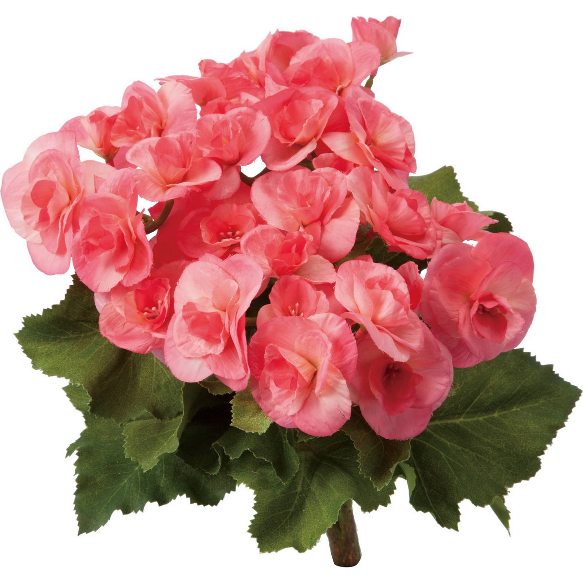 楽天市場 造花 Ydm ベゴニアブッシュ ピンク Gl 55 P 01 取寄 造花 アーティフィシャルフラワー 造花葉物 ベゴニア 花材通販はなどんやアソシエ