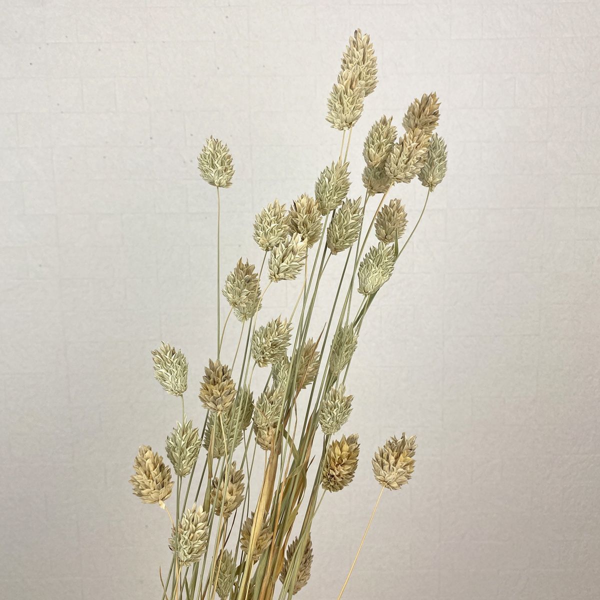 楽天市場 即日 ドライ コアトレーディング ポアプランツ 約25g ナチュラル ドライフラワー ドライフラワー花材 ポアプランツ 手作り 材料 花材通販はなどんやアソシエ