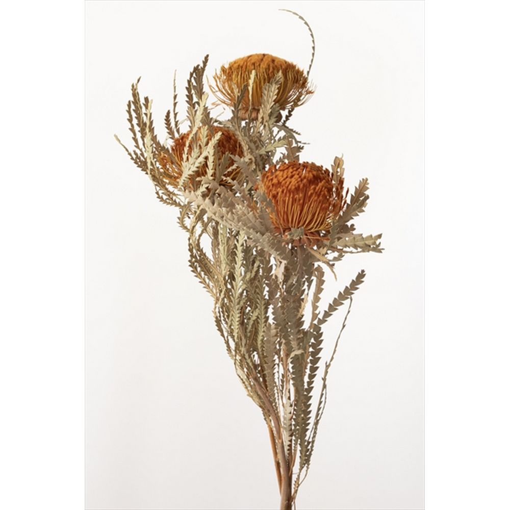 ❇️リューカデンドロン ブラッシュ❣️希少 ドライフラワー リュウカデンドロン ブラッシュ - ドライフラワー通販 エフスリー