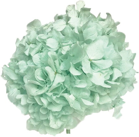 楽天市場 即日 プリザーブド シアン アジサイ 約15ｇ ミントグリーン Pbr 14 プリザーブドフラワー プリザーブドフラワー花材 あじさい 紫陽花 手作り 材料 花材通販はなどんやアソシエ