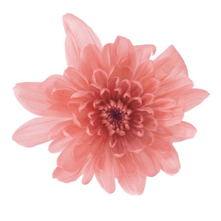 格安新品 プリザーブドフラワー花材 191 素材 材料 Www Komatsugarden Co Jp