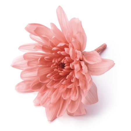 格安新品 プリザーブドフラワー花材 191 素材 材料 Www Komatsugarden Co Jp