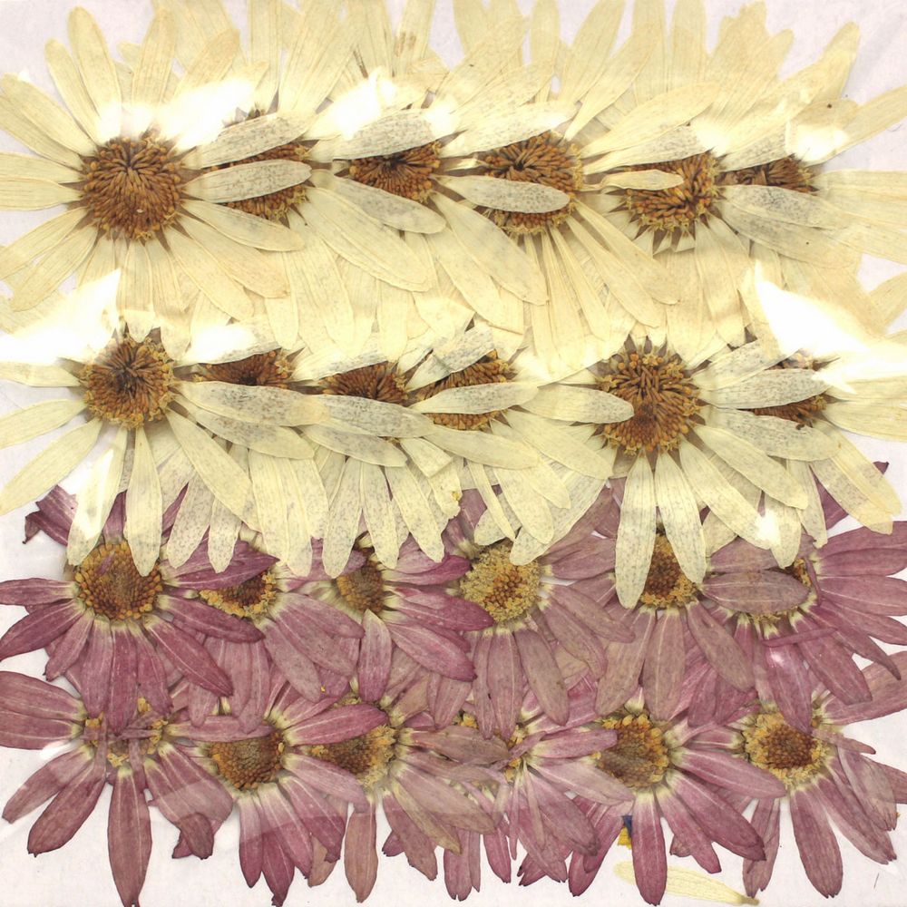 押し花 楽天市場】【ドライ】押し花 緑葉っぱ ミックス/1-G【07
