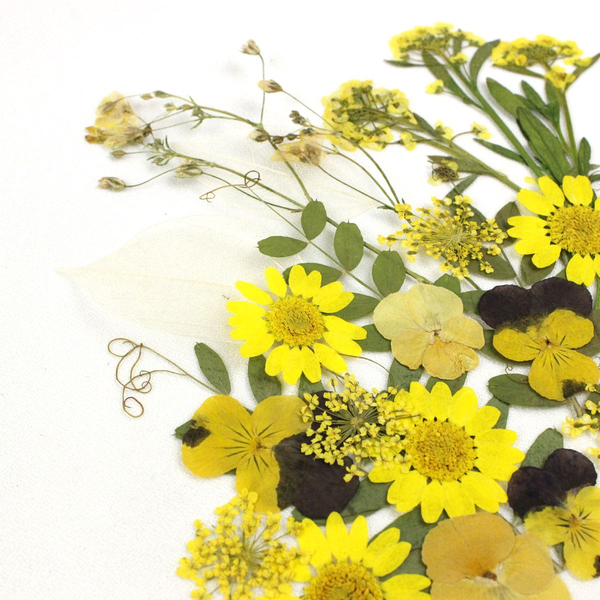 楽天市場 即日 ドライ 押し花 ミックスパックｄ イエロー系 ドライフラワー 押し花 手作り 材料 花材通販はなどんやアソシエ