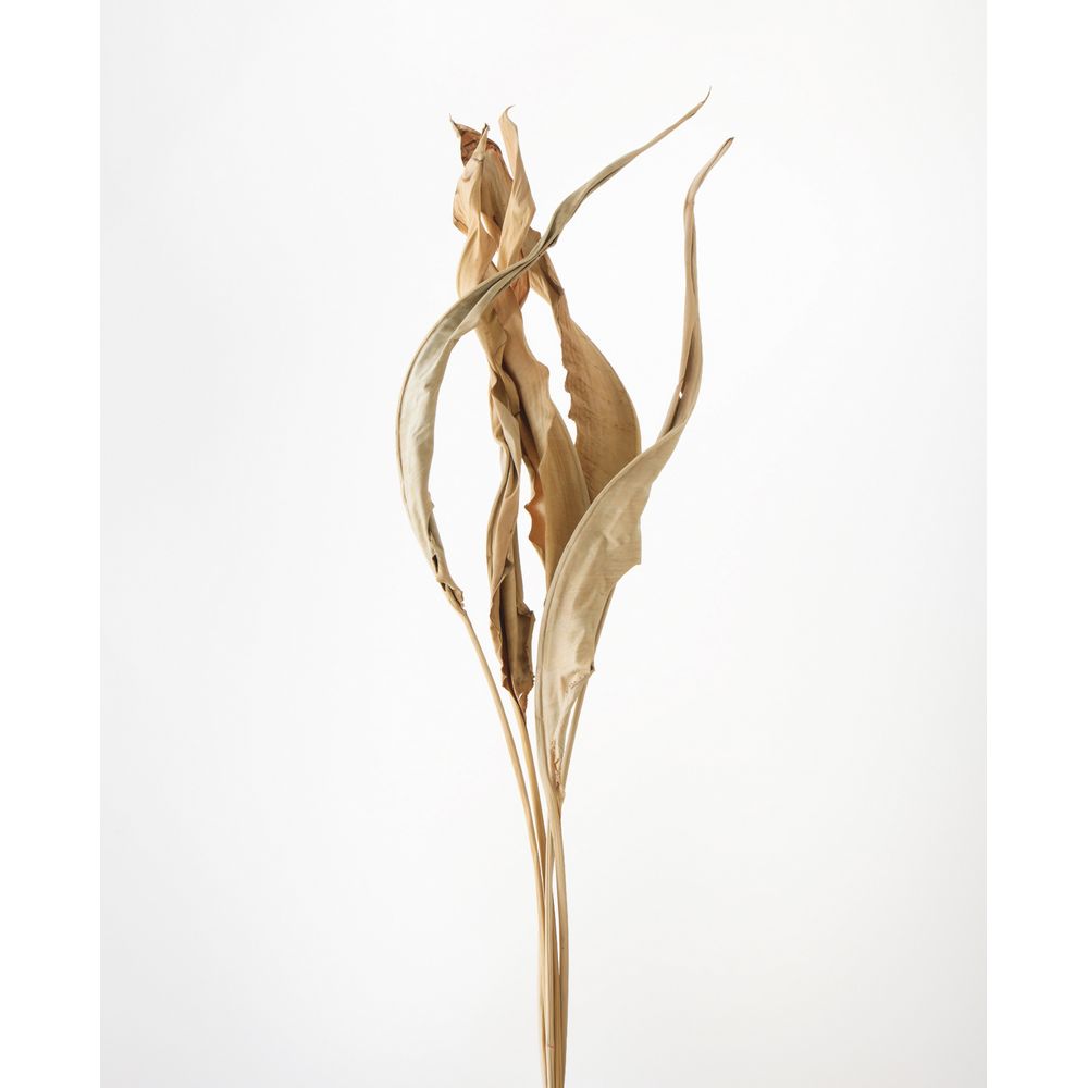 楽天市場】【ドライ】大地農園/ナンキンハゼ・ステム付き 約60g