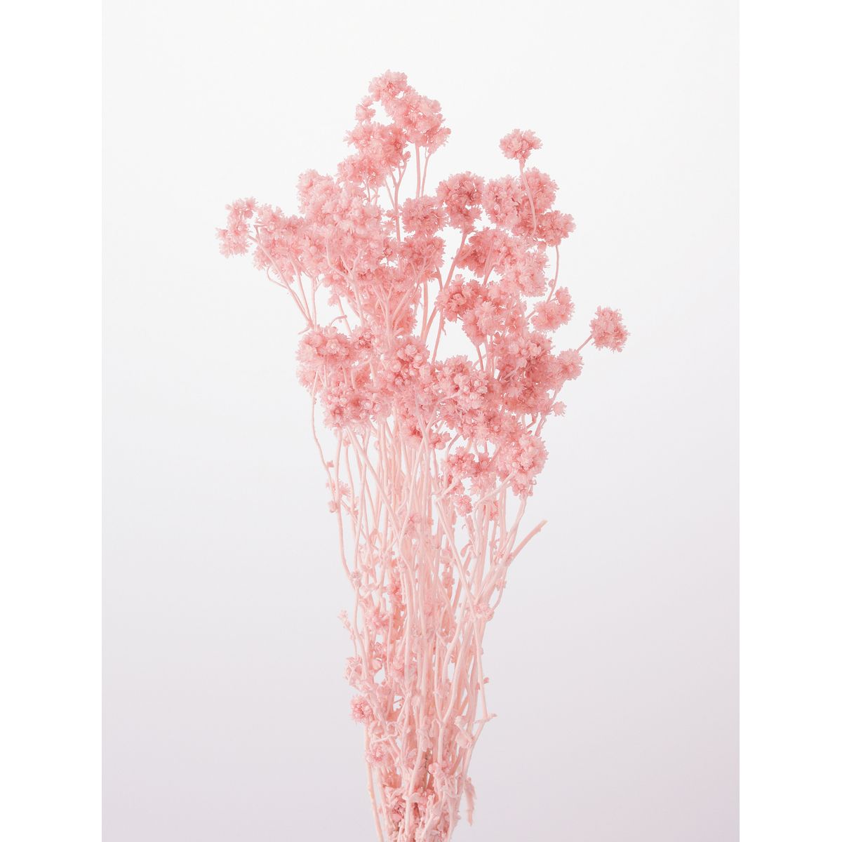 楽天市場】【プリザーブド】大地農園/モリソニア 20g エンジェル