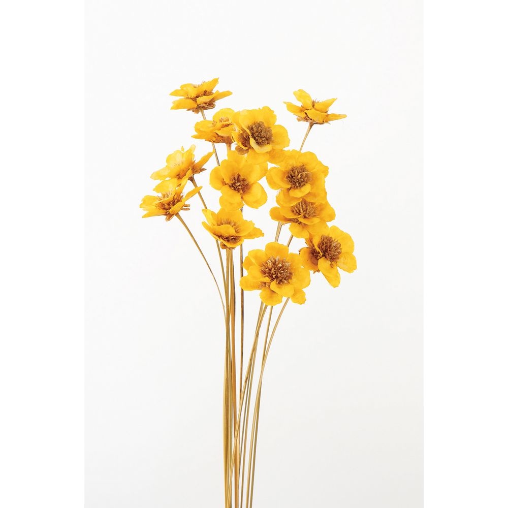 楽天市場】【ドライ】大地農園/ナンキンハゼ・ステム付き 約60g