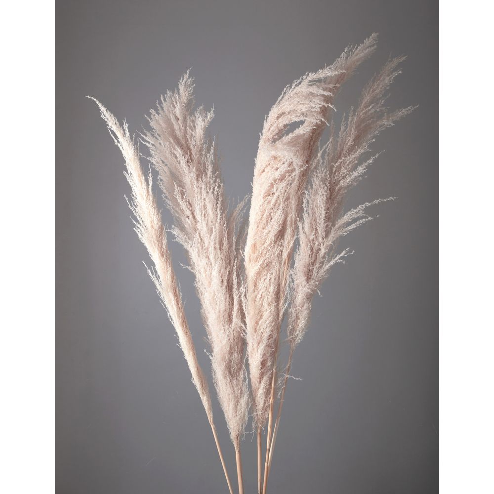 パンパスグラス・苗【エビータ】大株　７月31日更新 パンパスグラス・苗【エビータ】大株 7月31日更新