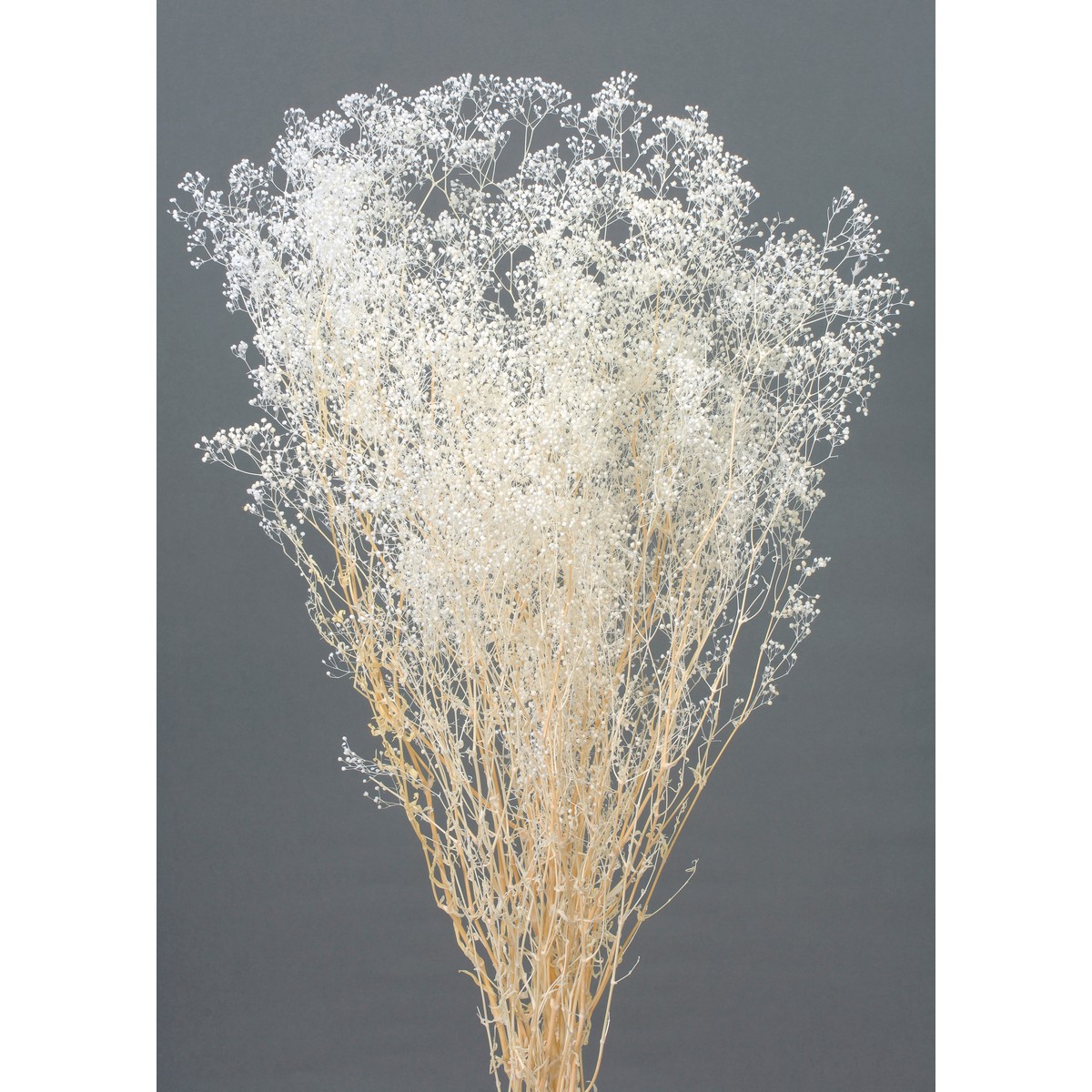 楽天市場】【直送】【ドライ】大地農園/ウンリュウ柳 約1．3m