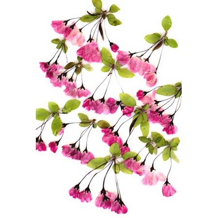 楽天市場 即日 ドライ 押し花 ハナカイドウ 1 012 ドライフラワー 押し花 手作り 材料 花材通販はなどんやアソシエ