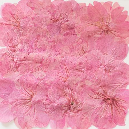 市場 ドライ ドライフラワー 24輪 桜 押し花 07 1 010y ピンク染 取寄