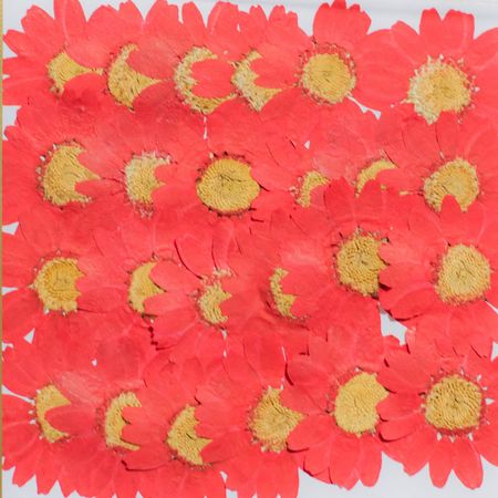 【ドライ】押し花ノースポール24輪赤染め/1-111R【01】【取寄】