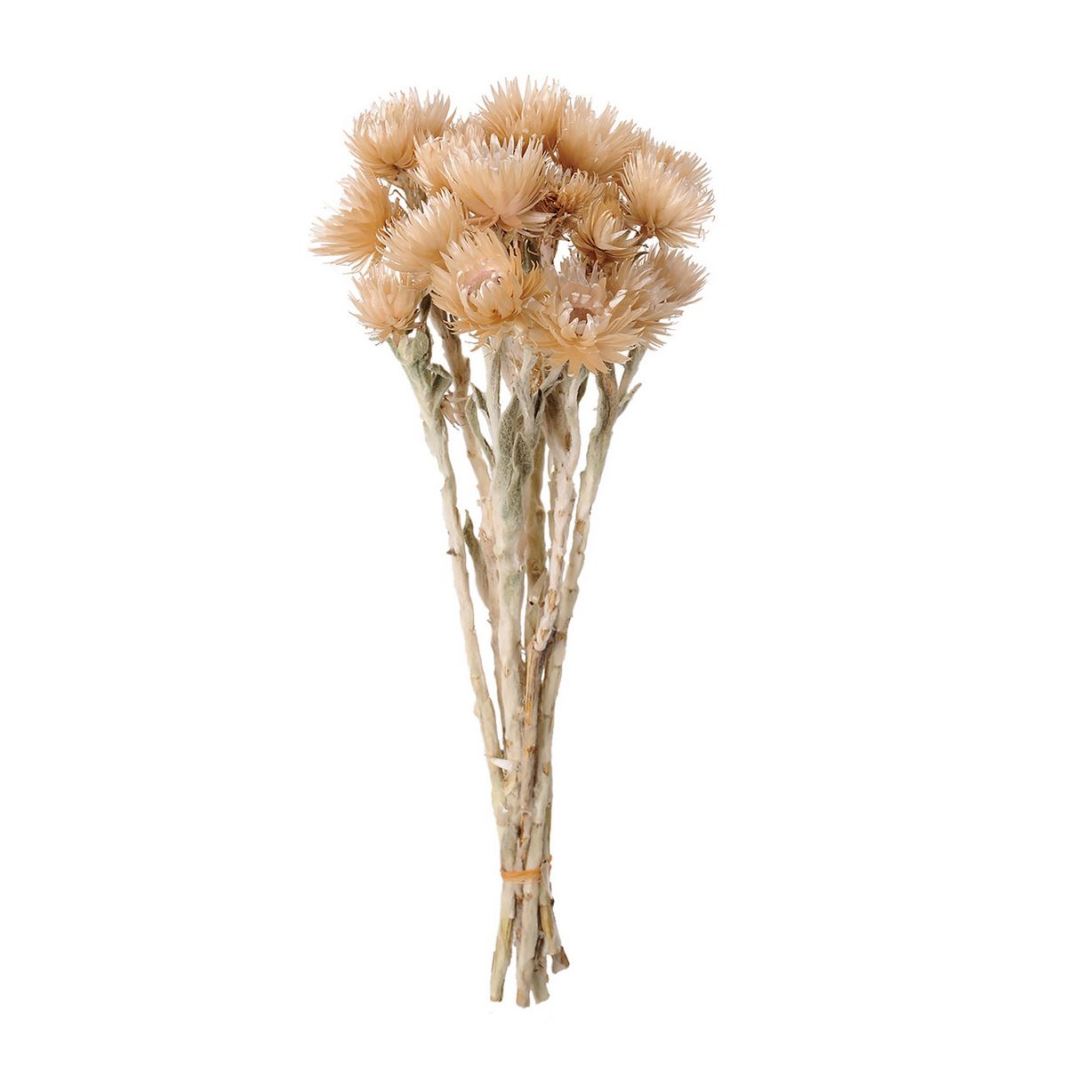 楽天市場】【ドライ】大地農園/ススキ 約8本 白/50440-011【01