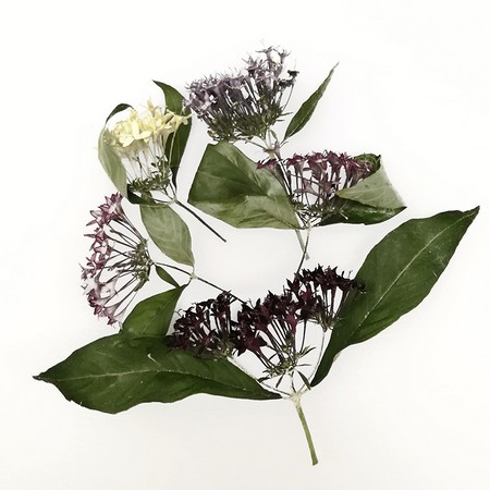 楽天市場 ドライ そらプリ 野の花ドライ ペンタス 約5本 Spdc0008 01 取寄 ドライフラワー ドライフラワー花材 その他ドライフラワー 手作り 材料 花材通販はなどんやアソシエ