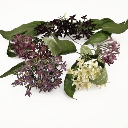 楽天市場 ドライ そらプリ 野の花ドライ ペンタス 約5本 Spdc0008 01 取寄 ドライフラワー ドライフラワー花材 その他ドライフラワー 手作り 材料 花材通販はなどんやアソシエ