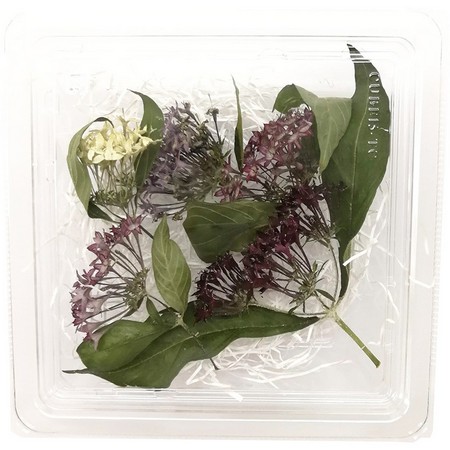 楽天市場 ドライ そらプリ 野の花ドライ ペンタス 約5本 Spdc0008 01 取寄 ドライフラワー ドライフラワー花材 その他ドライフラワー 手作り 材料 花材通販はなどんやアソシエ