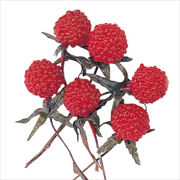 楽天市場】大地農園/ラズベリー・17mm 12本 レッド/23400-300【01