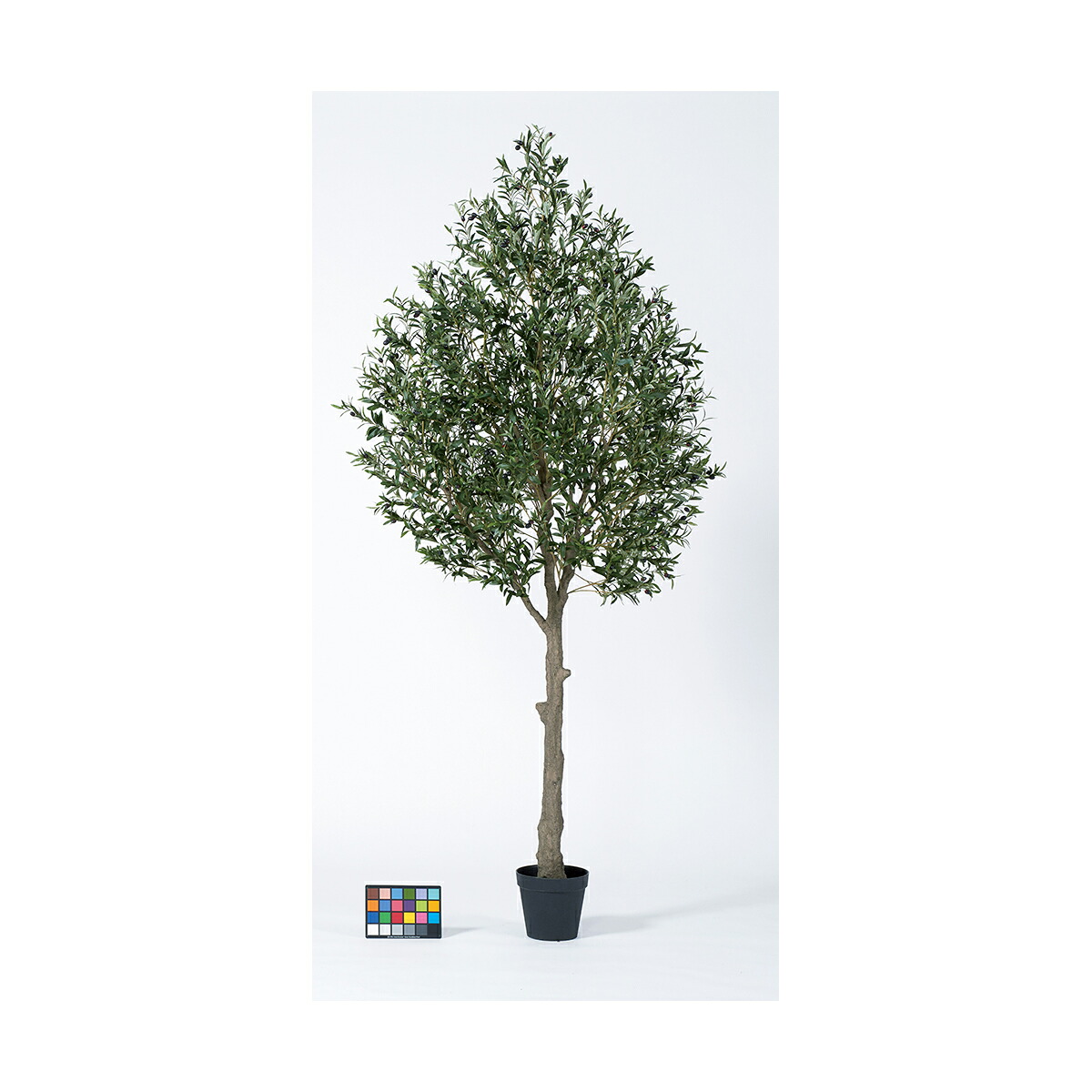 【直送】【人工観葉植物】アスカ/オリーブ(ポット付) オリーブ/A-51020-54 ※返品・代引・キャンセル不可【01】 造花 葉物 フェイクグリーン 人工観葉植物 人工樹木 高さ200cm～おしゃれ インテリア 店舗 オフィス 装飾 ディスプレイ｜花材通販はなどんやアソシエ