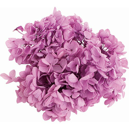 Garden Palette Mono ピラミッドアジサイ 約15ｇ ハッピーピンク Gppk 06 プリザーブドフラワー プリザーブドフラワー花材 あじさい 紫陽花 冬バーゲン 特別送料無料