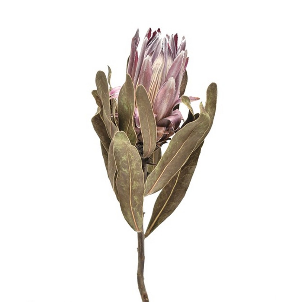 楽天市場】【ドライ】コアトレーディング/リューカデンドロン