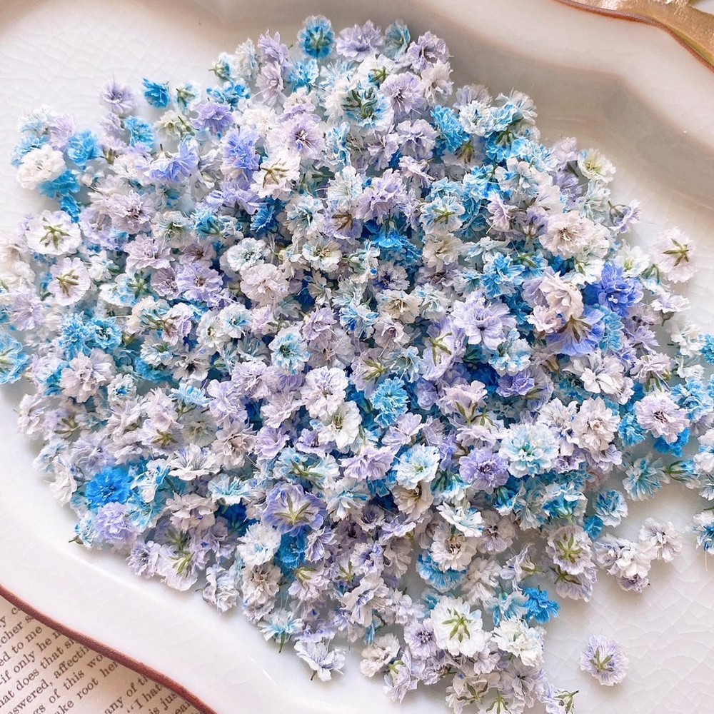 楽天市場】【ドライ】m flowers/かすみ草 ドライ パープルミックス【10