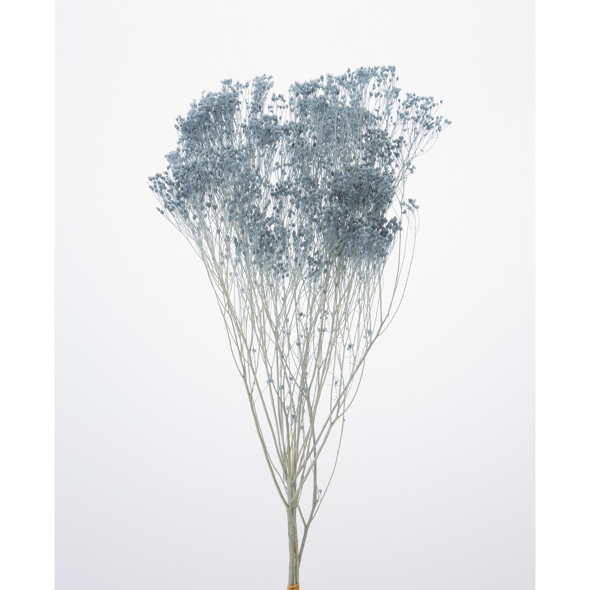 楽天市場】【プリザーブド】大地農園/モリソニア 20g エンジェル