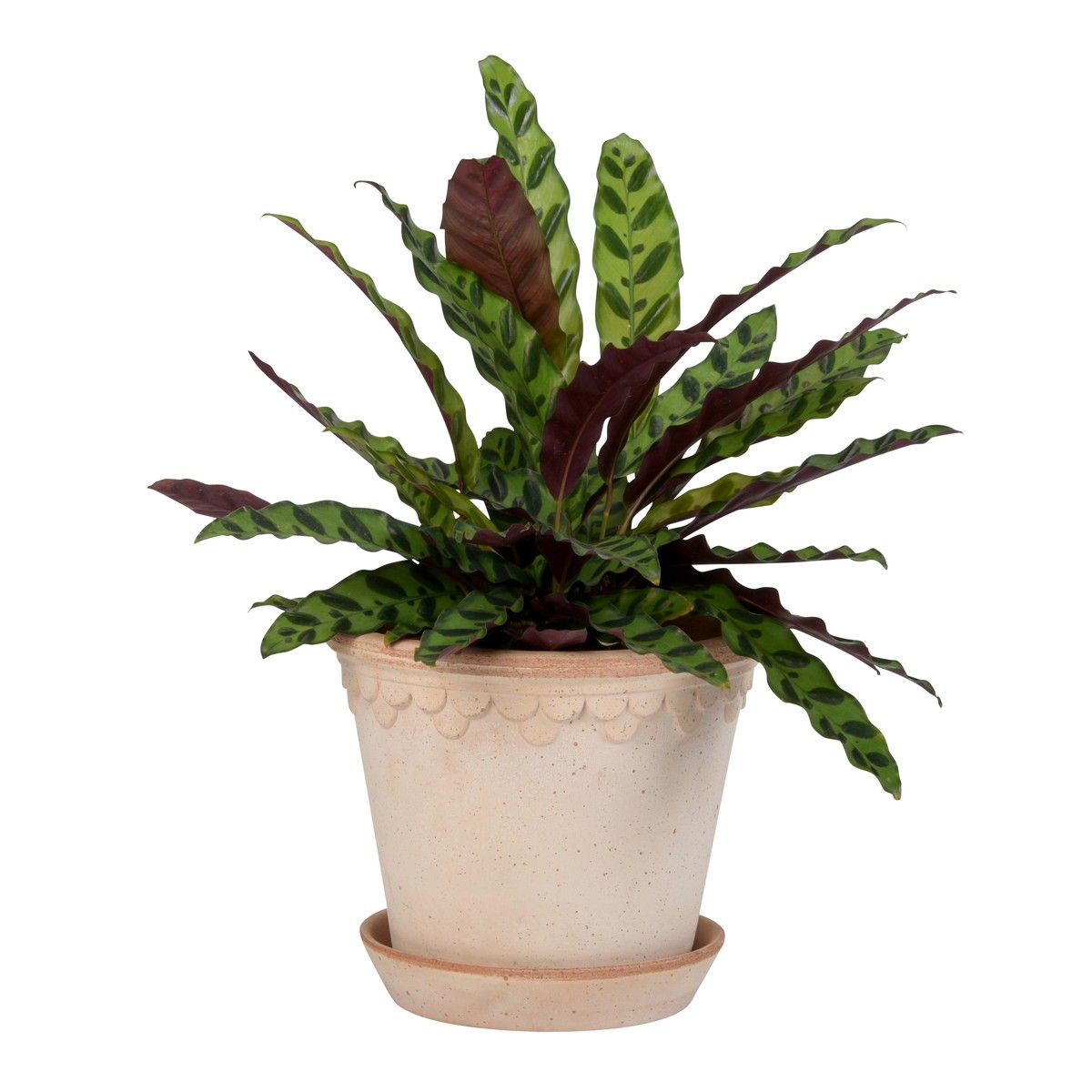 DoLABO/ＢＰ コペンハーゲン21 ナチュラル/42859【07】[2個] ガーデニング・園芸用品 植木鉢・フラワーポット テラコッタ(素焼き) 庭 グッズ 資材 家庭菜園 観葉植物 おしゃれ かわいい ハロウィン 母の日