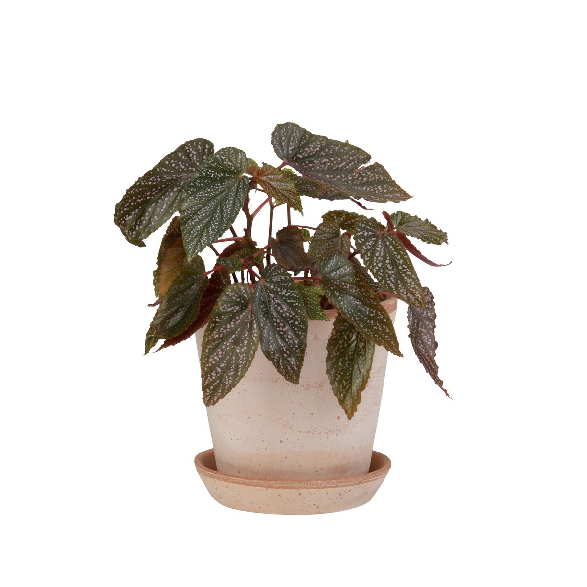 DoLABO/ＢＰヘレナ18 ナチュラル/42875【07】[4個] ガーデニング・園芸用品 植木鉢・フラワーポット テラコッタ(素焼き) 庭 グッズ 資材 家庭菜園 観葉植物 おしゃれ かわいい ハロウィン 母の日