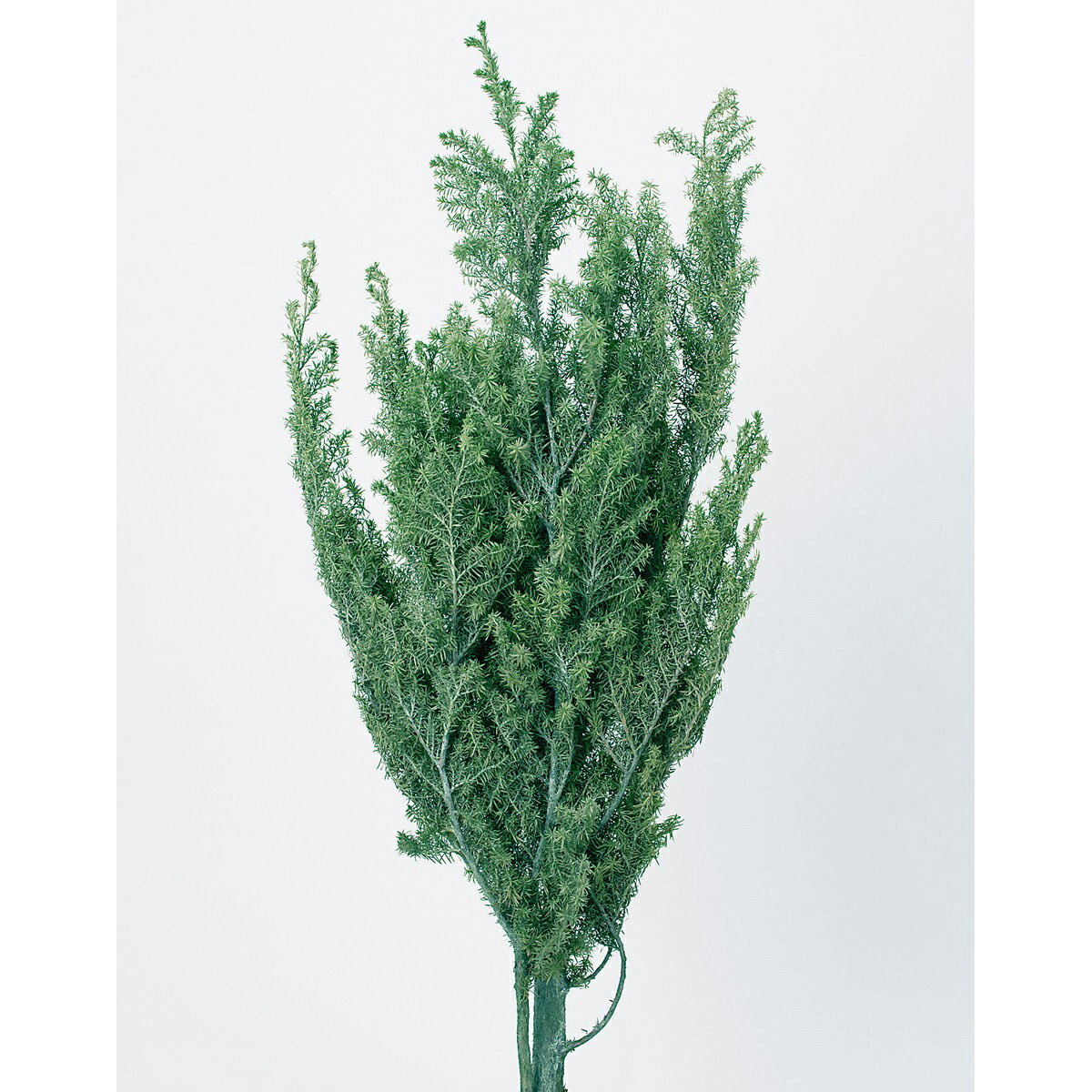 楽天市場】【プリザーブド】大地農園/ヒムロスギ 約120g グリーン