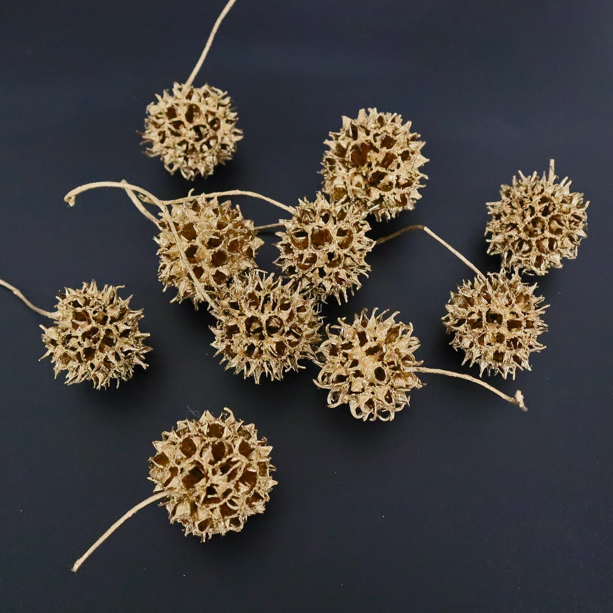 楽天市場】【歳末感謝セール】【ドライ】大地農園/ユーカリ