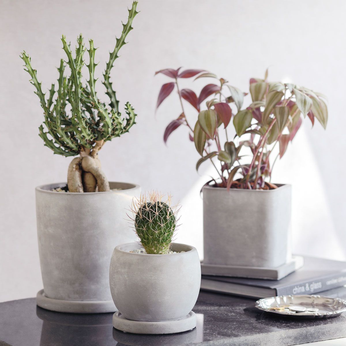 楽天市場】植木鉢 おしゃれ エイチツーオー/セメントポット スクエアL